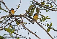 Gilded Barbet - Capito auratus