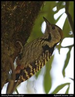 Brown-fronted Woodpecker - Dendrocopos auriceps