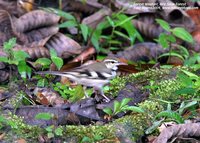 Forest Wagtail - Dendronanthus indicus