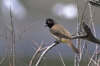 White-spectacled Bulbul - Pycnonotus xanthopygos