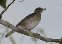 Black-billed Thrush - Turdus ignobilis