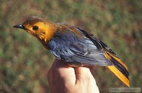 Red-capped Robin-Chat - Cossypha natalensis