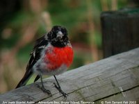 Scarlet Robin - Petroica multicolor