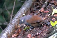 Sunda Laughingthrush - Garrulax palliatus