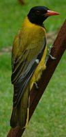 African Black-headed Oriole - Oriolus larvatus