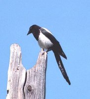 Black-billed Magpie - Pica hudsonia