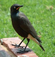 African Pied Starling - Spreo bicolor