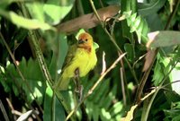 Golden Palm Weaver - Ploceus bojeri