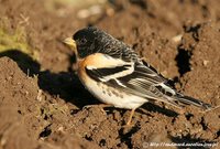 Brambling - Fringilla montifringilla