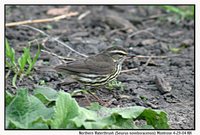 Northern Waterthrush - Seiurus noveboracensis