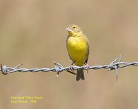 Grassland Yellow-Finch - Sicalis luteola