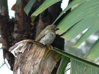 Streaked Saltator - Saltator striatipectus