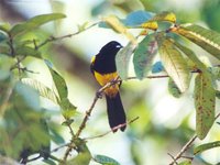 Black-cowled Oriole - Icterus prosthemelas