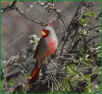 Pyrrhuloxia at Dave Jasper's near Portal