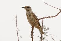 Rufous-tailed Rock Thrush