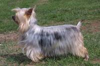 Australian Silky Terrier