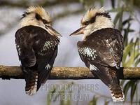 Laughing Kookaburras , Marwell Zoo , Hampshire , England stock photo