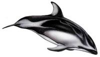 Pacific white-sided dolphin