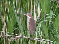 큰덤불해오라기 Ixobrychus eurhythmus | Schrenck's little bittern