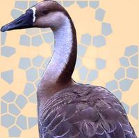 The swan goose (Anser cygnoides) is a large goose that breeds primarily in Mongolia and eastern ...