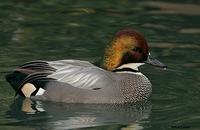 Falcated Duck, Escondido, CA