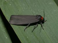 Red-necked Footman