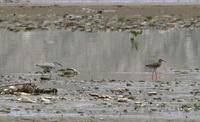 Ibisbill Ibidorhyncha struthersii and redshank Tringa totanus