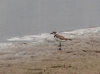 Adult Kentish plover Charadrius alexandrinus