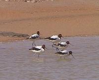 Red-necked Avocets