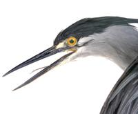 검은댕기해오라기  Green-backed Heron | Butorides striatus