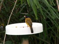 Black-crested Bulbul