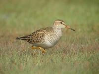 Bécasseau       tacheté (Calidris melanotos)