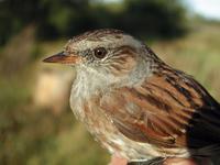 Dunnock (Prunella modularis)