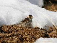 Lapland Bunting (Calcarius lapponicus)