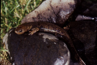 : Batrachuperus tibetanus; Alpine Stream Salamander