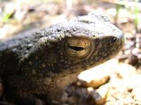 : Bufo asper; Giant Indonesian Toad
