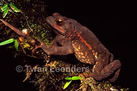 : Bufo coniferus