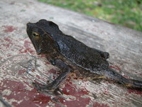 : Bufo martyi; Rhinelle de Marty