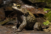 : Megophrys kobayashii