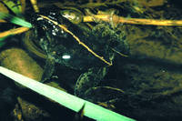 : Phrynobatrachus acridoides; Lowland Puddle Frog