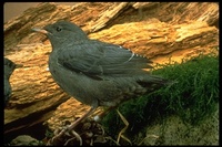 : Cinclus mexicanus; American Dipper