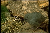 : Cinclus mexicanus; American Dipper