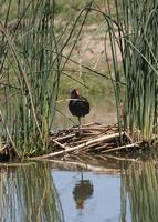 : Gallinula chloropus; Moorhen