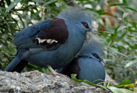 : Goura cristata; Western Crowned-pigeon