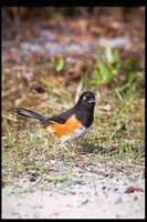 : Pipilo erythrophthalmus; Eastern Towhee