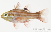 : Ostorhinchus taeniophorus