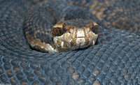 : Agkistrodon piscivorus piscivorus; Eastern Cottonmouth