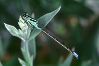 : Ischnura perparva