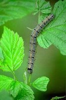 : Malacosoma neustria; Moth