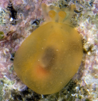 : Berthelinia citrina